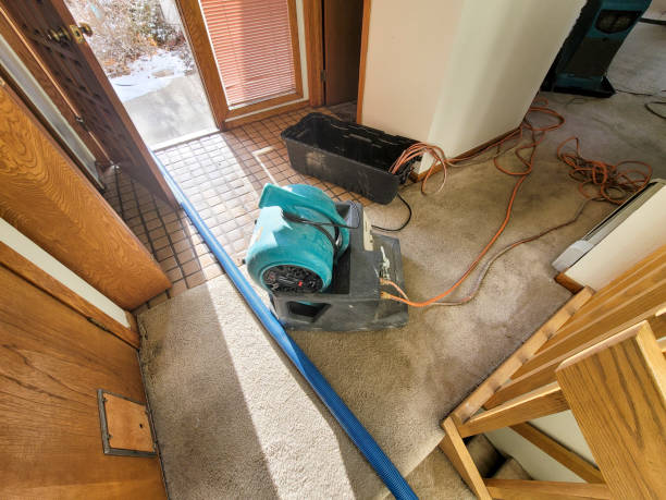 Best Professional water damage repair  in Woodland Park, CO