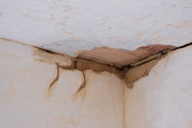 Best Local water damage restoration  in Woodland Park, CO