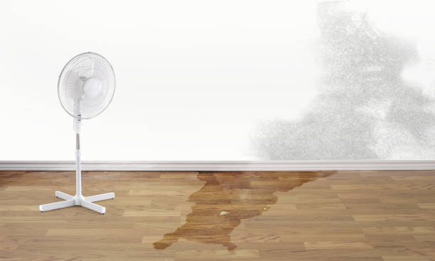 Best Water damage restoration process  in Woodland Park, CO